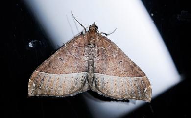 Xenortholitha corioidea (Bastelberger, 1911)