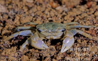 Helicana doerjesi K. Sakai, Türkay & Yang, 2006 德氏仿厚蟹