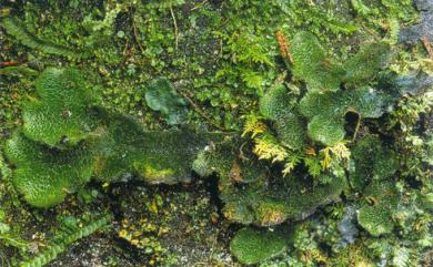 Dumortiera hirsuta (Sw.) Nees 毛地錢