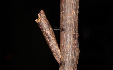 Papilio epycides melanoleucus Ney, 1911 黃星斑鳳蝶