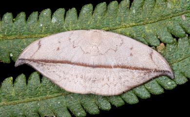 Albara reversaria opalescens Warren, 1897 棕線鉤蛾