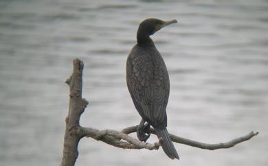 Phalacrocorax carbo sinensis 鸕鷀