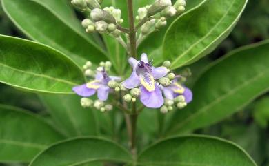 Vitex trifolia 三葉蔓荊