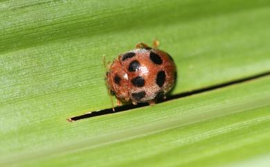 Epilachna hendecaspilota (Mader, 1927) 十一斑食植瓢蟲