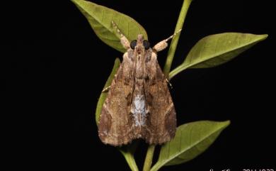 Ercheia cyllaria (Cramer, 1779)