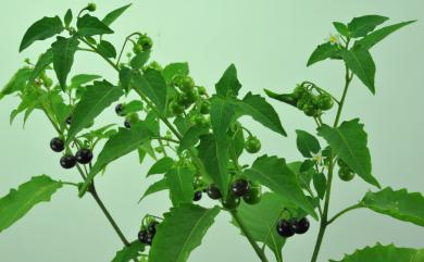 Solanum americanum Mill. 光果龍葵