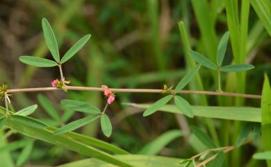 Indigofera glandulifera 腺葉木藍