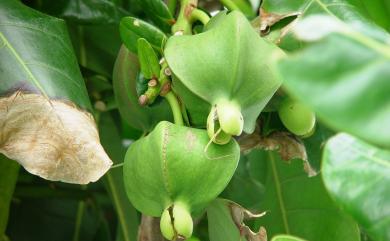 Barringtonia asiatica 棋盤腳樹