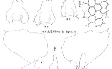 Porella japonica 日本光萼蘚