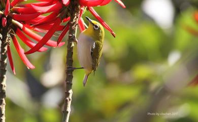 Zosterops japonicus Temminck & Schlegel, 1847 日菲繡眼