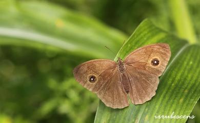 Mycalesis mucianus zonatus Matsumura, 1909 切翅眉眼蝶