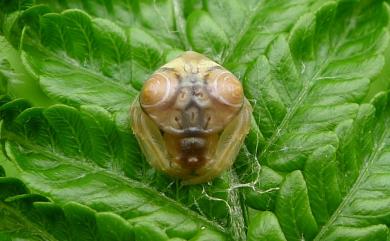 Cyrtarachne inaequalis Thorell, 1895 大鳥糞蛛