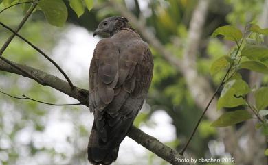 Pernis ptilorhynchus orientalis 東方蜂鷹