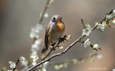 Ficedula parva (Bechstein, 1792) 紅胸鶲