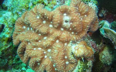 Lobophyllia recta (Dana, 1846) 直紋瓣葉珊瑚