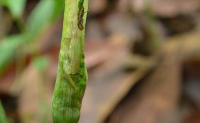 Arisaema matsudae Hayata 線花天南星