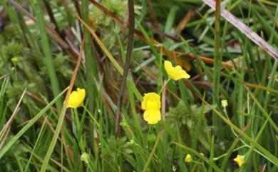 Utricularia gibba 絲葉狸藻