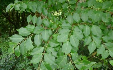 Lagerstroemia subcostata Koehne 九芎