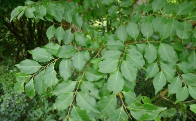 Lagerstroemia subcostata 九芎