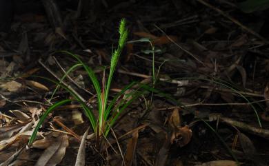 Carex brevicuspis C.B.Clarke 大山宿柱薹