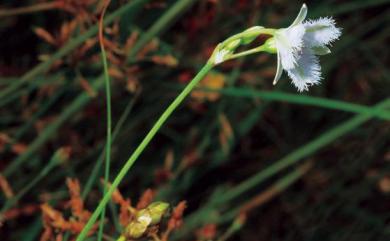 Thysanotus chinensis Benth. 異蕊草