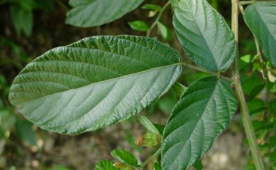 Phyllodium pulchellum (L.) Desv. 排錢樹