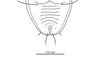 Aleuroclava multipori Takahashi, 1935 多孔棒粉蝨