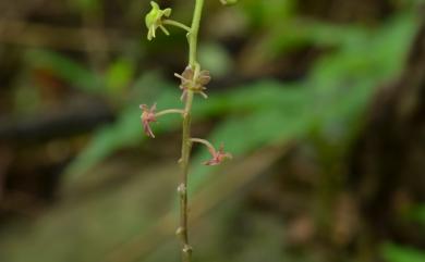 Crepidium matsudae (Yamam.) Szlach. 凹唇軟葉蘭