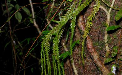 Phlegmariurus fordii (Baker) Ching 福氏馬尾杉