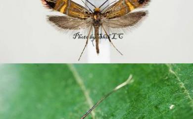 Nemophora uncella Koz1ev, 1997 肘帶長角蛾