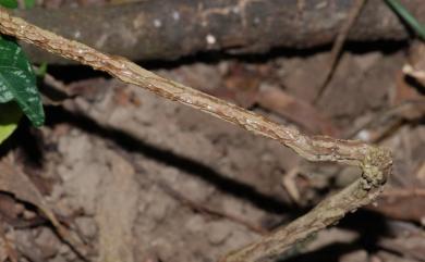 Aristolochia foveolata Merr. 蜂窩馬兜鈴