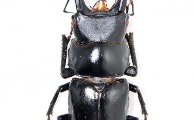 Dorcus yamadai (Miwa, 1937) 刀鍬形蟲