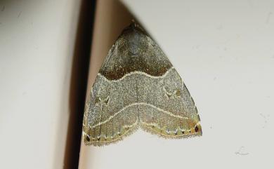 Rivula cognata Hampson, 1912 暗角斑涓裳蛾