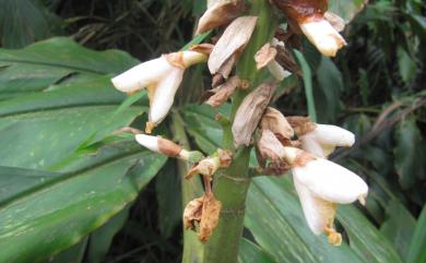 Alpinia × kusshakuensis Hayata 屈尺月桃