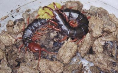 Scolopendra subspinipes mutilans