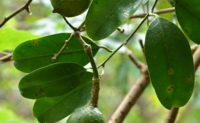 Capparis sikkimensis subsp. formosana 山柑