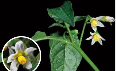 Solanum americanum 光果龍葵