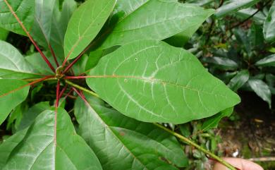 Sassafras randaiense 臺灣檫樹