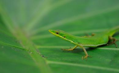 Takydromus sauteri Van Denburgh, 1909 梭德氏草蜥