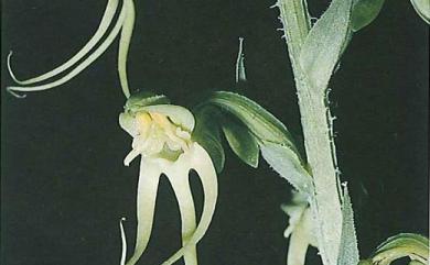 Habenaria ciliolaris 玉蜂蘭