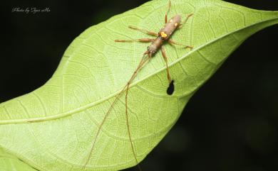 Olenecamptus bilobus (Fabricius, 1801) 五星白天牛