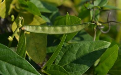 Vigna adenantha (G. Mey.) Maréchal, Mascherpa & Stainier 腺葯豇豆