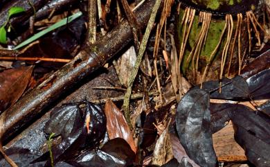 Ophiocordyceps nutans (Patouillard) G.H. Sung, J.M. Sung, Hywel-Jones & Spatafora 2007 下垂蟲草