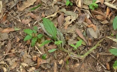 Crepidium bancanoides (Ames) Szlach. 蘭嶼小柱蘭