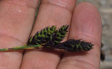 Carex atrata L. 南湖扁果薹