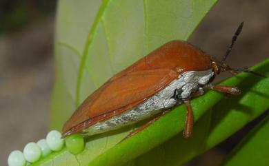 Tessaratoma papillosa (Drury, 1770) 荔枝椿象