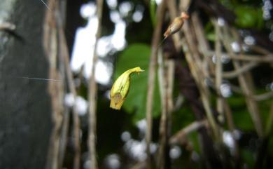 Arachnura melanura Simon, 1867 黑尾曳尾蛛