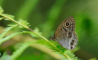 Ypthima conjuncta yamanakai Sonan, 1938 白漪波眼蝶