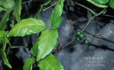 Tetrastigma formosanum (Hemsl.) Gagnep. 三葉崖爬藤
