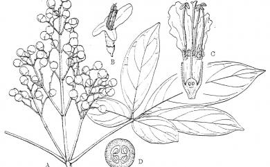 Vitex quinata (Lour.) F.N. Williams 山埔姜
